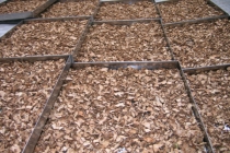 오늘도 창출 20근 세척하고 건조중입니다.