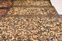 약재세척 선퇴,지실..