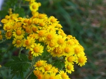 탕전실 여사님의 결실!!