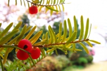 비오는 한의원에서 몇컷트..