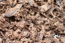 녹용달임 작업완료