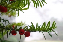 '안개'로 긴급재난 경보 발령한날 .. 