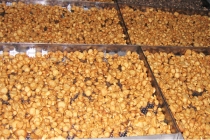 3개월동안 발효한 인삼